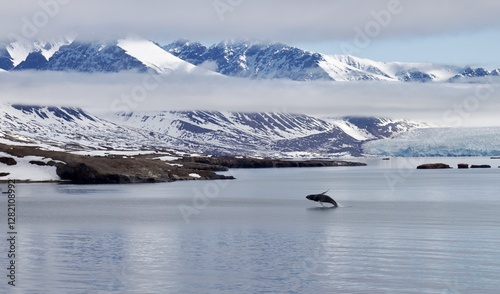Scenic view of the Nature, Svalbard. Mountains, Whales, Polar bear, Beluga Whales, completely wild nature.