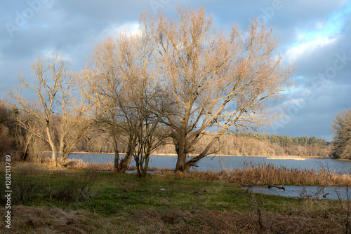 A tree on the river bank	