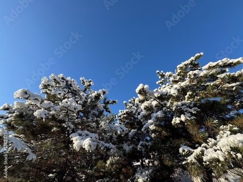 Closeup of snowflakes and the evergreen garden conifer plant pinus nigra cones in winter. Pinus nigra, the Austrian pine or black pine, is a moderately variable species of pine.
 photo