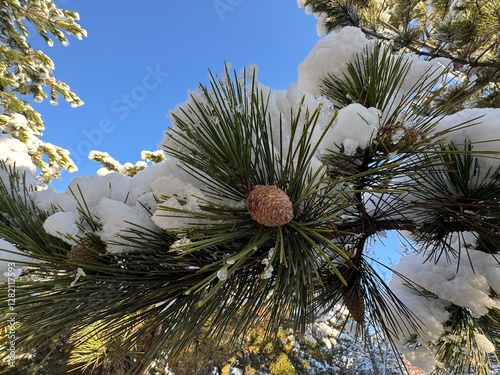 Closeup of snowflakes and the evergreen garden conifer plant pinus nigra cones in winter. Pinus nigra, the Austrian pine or black pine, is a moderately variable species of pine.
 photo