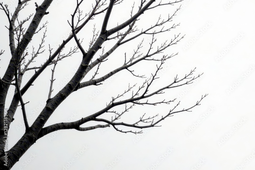 Obraz premium Intertwined bare branches, stark contrast on pale white , design, twigs