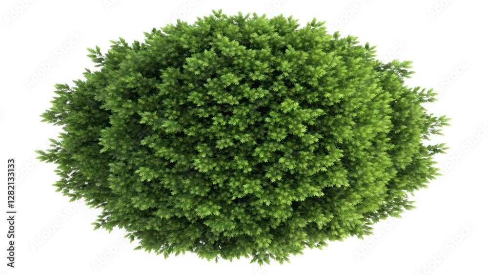 Fototapeta premium Top View of Lush Verdant Bush Foliage on White Background