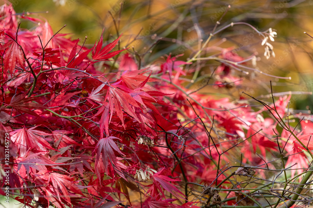 Close up of autumn leaves on a Japanese maple (acer palmatum) tree Close up of autumn leaves on a Japanese maple (acer palmatum) tree