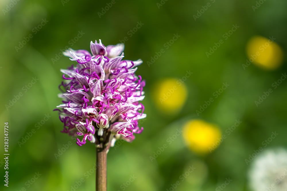Orchis singe au printemps dans les prairies du massif des Bauges , Savoie Orchis singe au printemps dans les prairies du massif des Bauges , Savoie