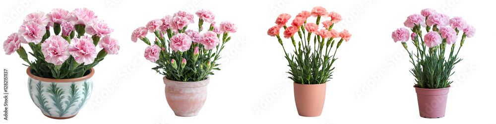 Pink Carnations in Decorative Pots – Beautiful Flowering Plants for Home and Garden Décor – Isolated on Transparent Background Pink Carnations in Decorative Pots – Beautiful Flowering Plants for Home and Garden Décor – Isolated on Transparent Background