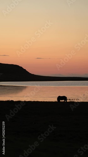 Wallpaper Mural Noble Icelandic Viking horse breed grazing on a meadow at sunset on the Snaefellsnes Peninsula in western Iceland. 4K vertical video Torontodigital.ca