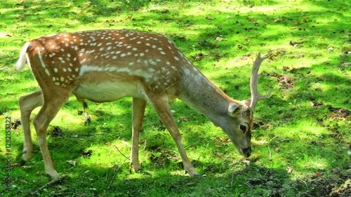 The fallow deer, Dama mesopotamica is a ruminant mammal belonging to the family Cervidae.