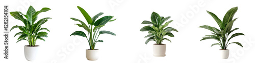 Wallpaper Mural Potted Indoor Plants PNG Set – Realistic Green Houseplants for Decor and Design – Isolated on Transparent Background Torontodigital.ca