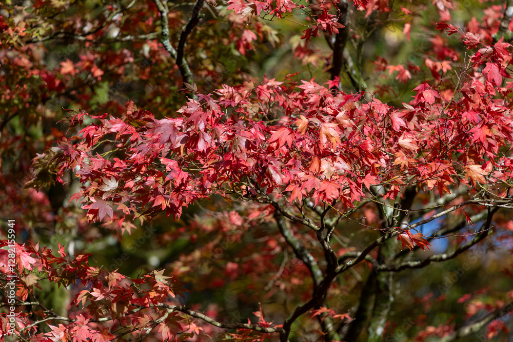 Close up of autumn leaves on a Japanese maple (acer palmatum) tree Close up of autumn leaves on a Japanese maple (acer palmatum) tree
