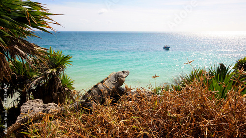 Iguana in the Caribbean - Tulum - Mexico
