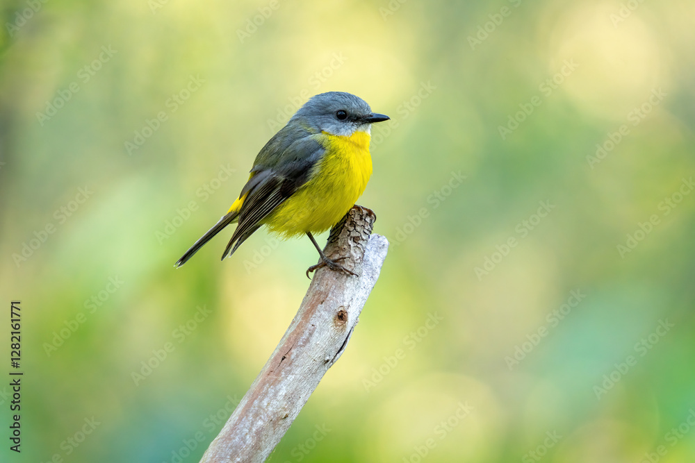 Fototapeta premium Eastern Yellow Robin perched on a branch