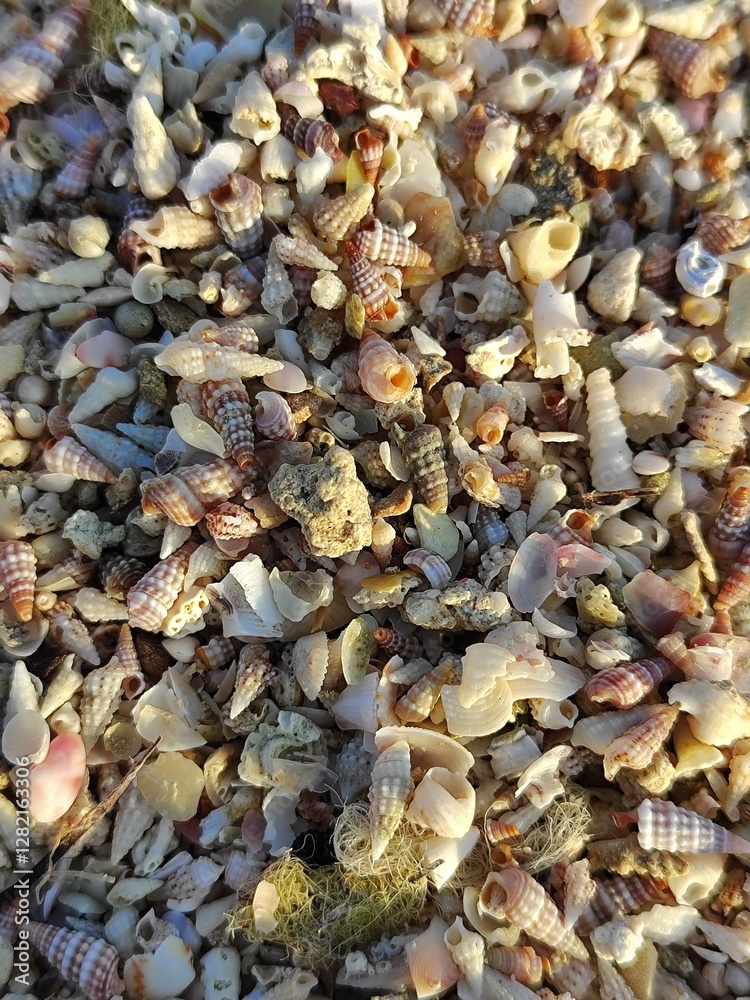 Fototapeta premium Seashells 