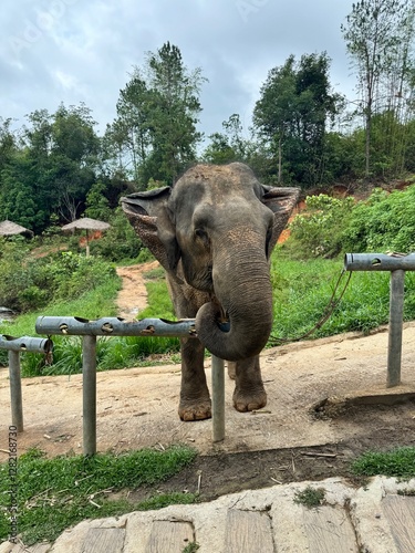elephant in a sanctuary 