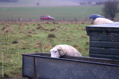 Sheep eating from a trough