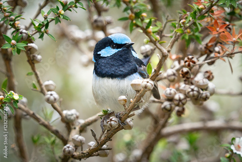 A Fairy Wren perched in a tree