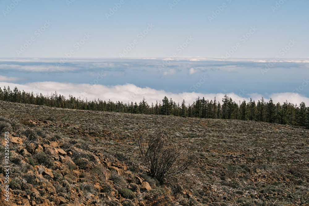 Panoramic view of a volcanic landscape with a line of pine trees silhouetted against a sea of clouds. Dramatic, peaceful, and serene. Panoramic view of a volcanic landscape with a line of pine trees silhouetted against a sea of clouds. Dramatic, peaceful, and serene.
