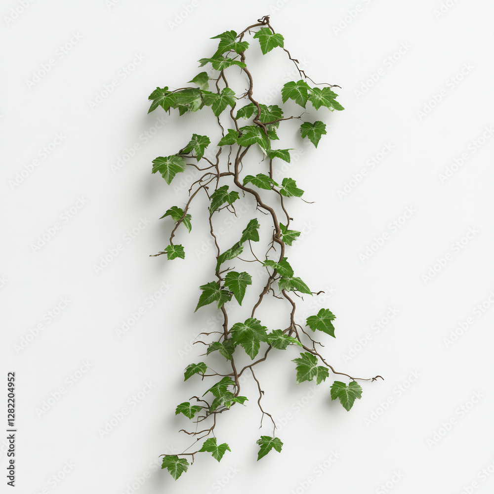 Green Ivy Vine with Lush Leaves on a White Background for Decor
