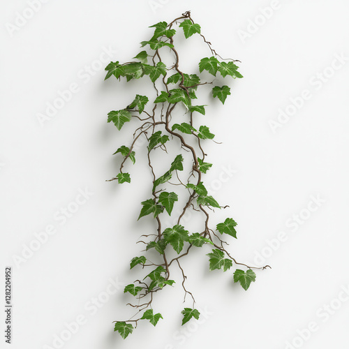 Obraz na płótnie Green Ivy Vine with Lush Leaves on a White Background for Decor w salonie