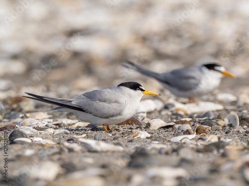 An adult Least Tern standing on a shingle beach with a second bird, distant and in soft focus, in the background photo