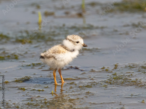 A fluffy Piping Plover fledgling standing on a wet, muddy surface