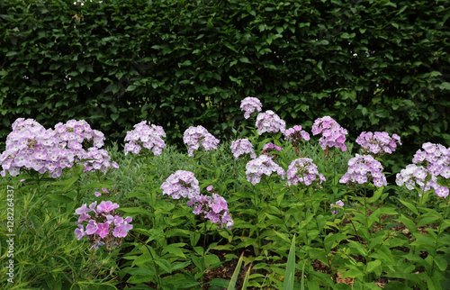 pink flowers in the garden
