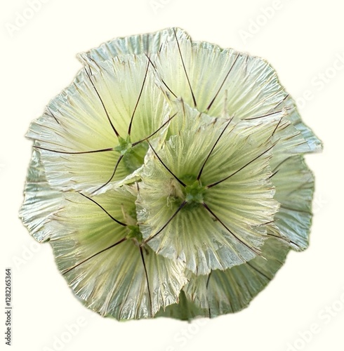 Lomelosia simplex flower isolated. Scabiosa simplex, a Lomelosia simplex, a specie of white yellow flower. White yellow flower on the white background.
 photo