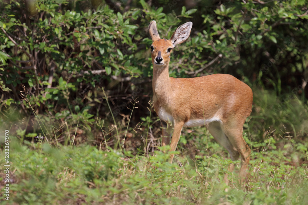 Afrikanischer Steinbock / Steenbok / Raphicerus campestris Afrikanischer Steinbock / Steenbok / Raphicerus campestris