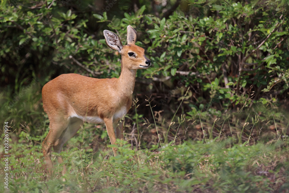 Afrikanischer Steinbock / Steenbok / Raphicerus campestris Afrikanischer Steinbock / Steenbok / Raphicerus campestris