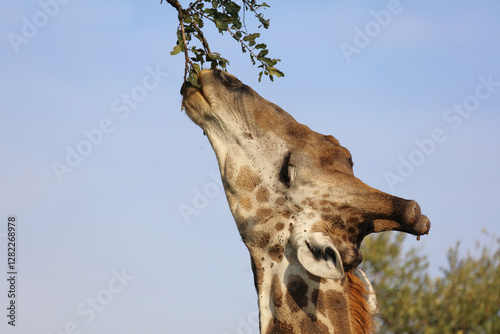 Canvas Print Giraffe / Giraffe / Giraffa camelopardalis