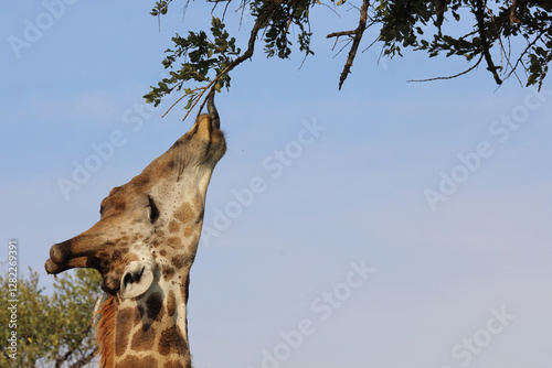 Canvas Print Giraffe / Giraffe / Giraffa camelopardalis