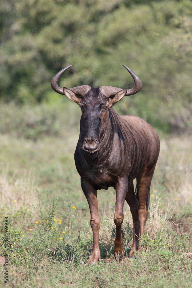 Streifengnu / Blue wildebeest / Connochaetes taurinus Streifengnu / Blue wildebeest / Connochaetes taurinus