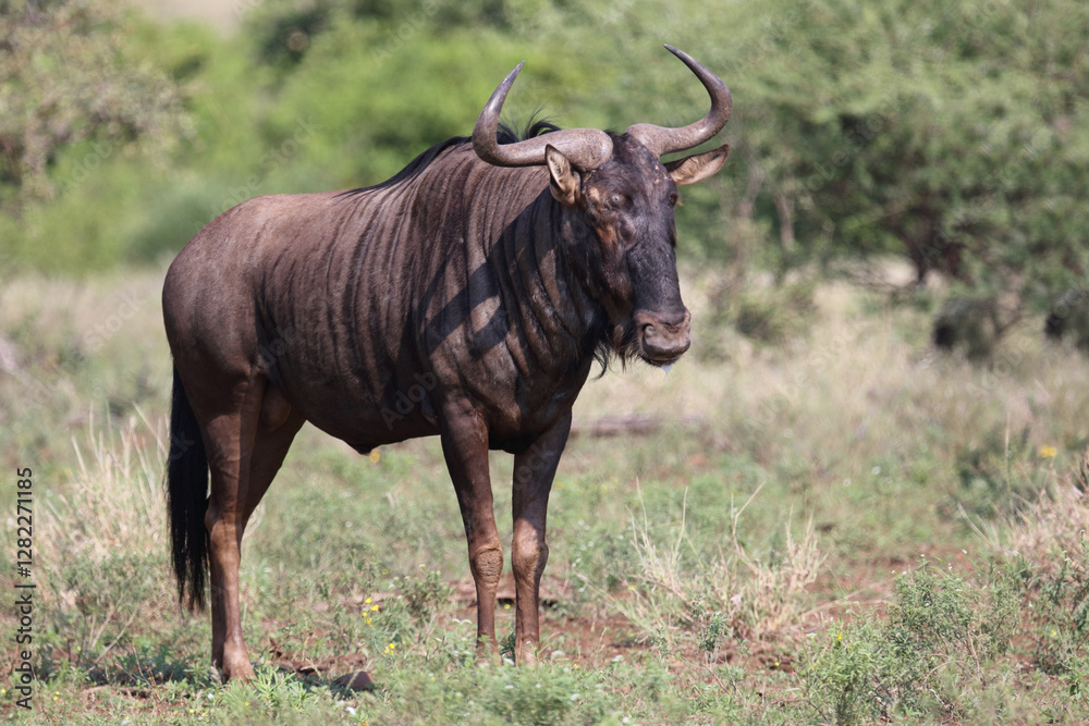 Streifengnu / Blue wildebeest / Connochaetes taurinus Streifengnu / Blue wildebeest / Connochaetes taurinus