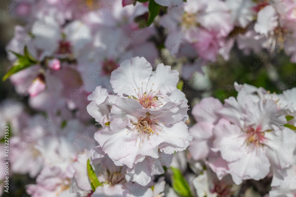 Cherry blossoms bloom vibrantly in the warm sunlight of spring, showcasing delicate petals and lush green leaves Cherry blossoms bloom vibrantly in the warm sunlight of spring, showcasing delicate petals and lush green leaves
