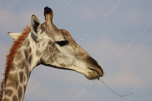 Photography Giraffe / Giraffe / Giraffa camelopardalis