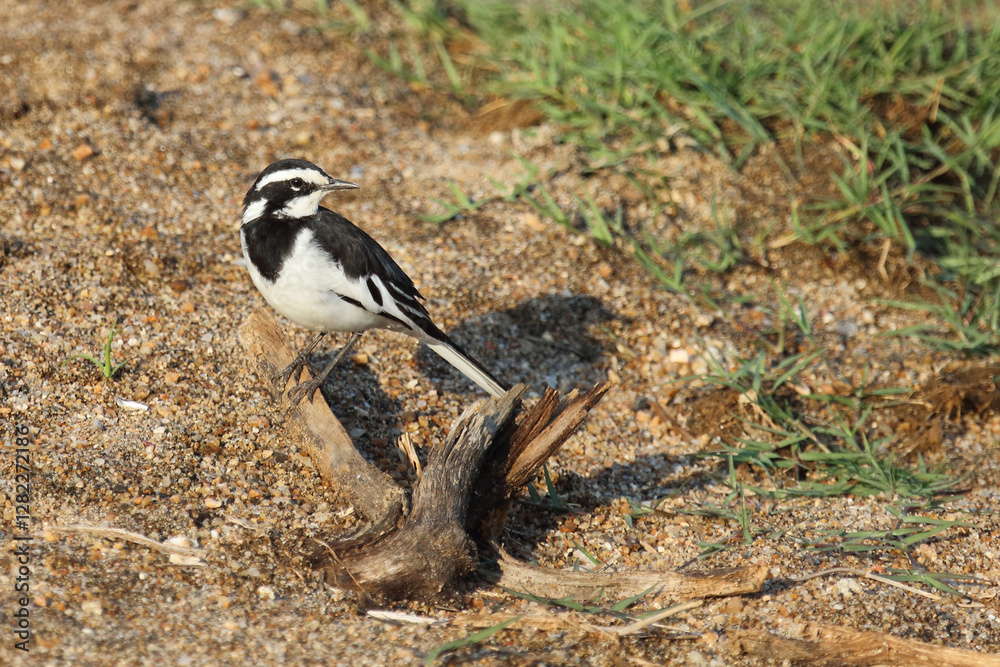 Witwenstelze / African pied wagtail / Motacilla aguimp Witwenstelze / African pied wagtail / Motacilla aguimp