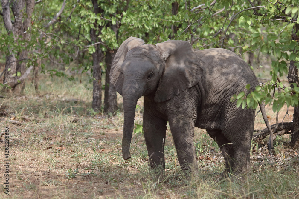 Fototapeta premium Afrikanischer Elefant / African elephant / Loxodonta africana