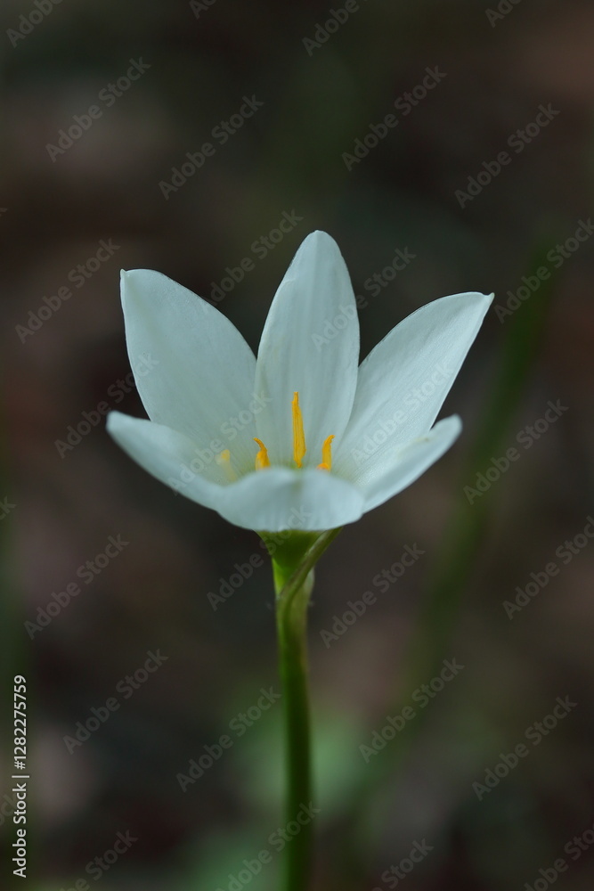 野に咲く可憐なタマスダレ