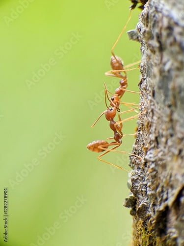 Weaver ants or Oecophylla are walking on a tree trunk photo