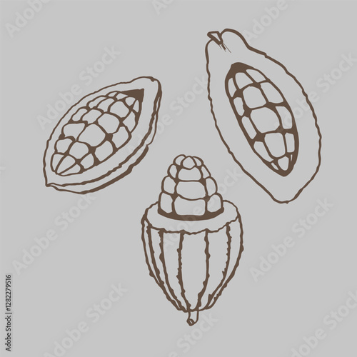 Hand drawn chocolate plant EPS outline. Cocoa bean plant for packaging, textile, fabric and food. Chocolate plant set