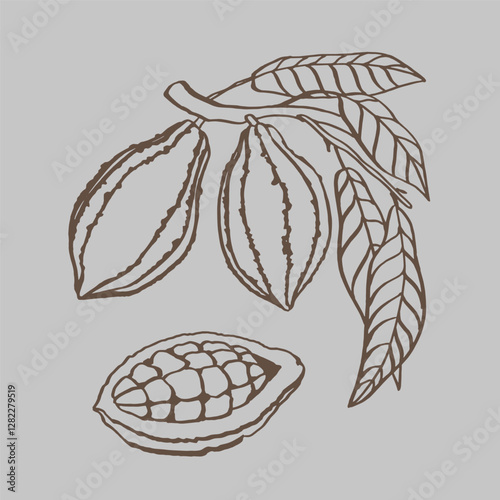 Hand drawn chocolate plant EPS outline. Cocoa bean plant for packaging, textile, fabric and food. Chocolate plant set