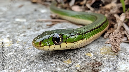 Green snake
