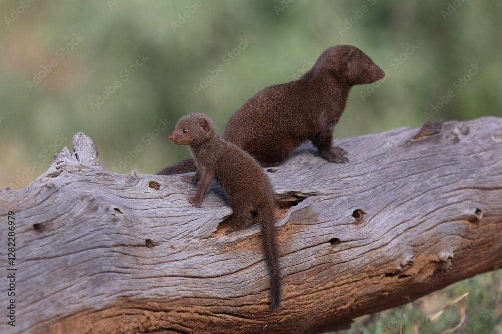 Südliche Zwergmanguste / Dwarf mongoose / Helogale parvula.