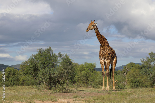 Canvas Print Giraffe / Giraffe / Giraffa camelopardalis