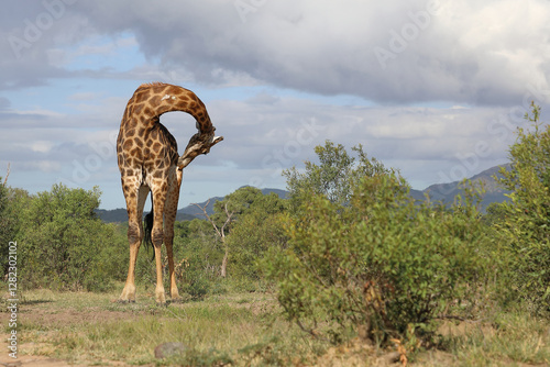 Photography Giraffe / Giraffe / Giraffa camelopardalis