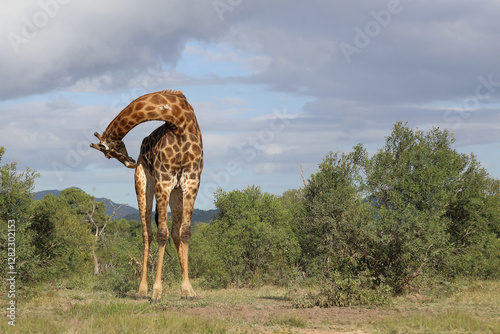 Canvas Print Giraffe / Giraffe / Giraffa camelopardalis