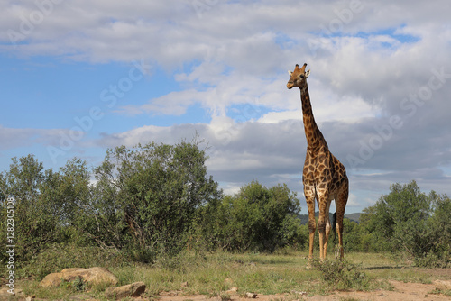 Photography Giraffe / Giraffe / Giraffa camelopardalis