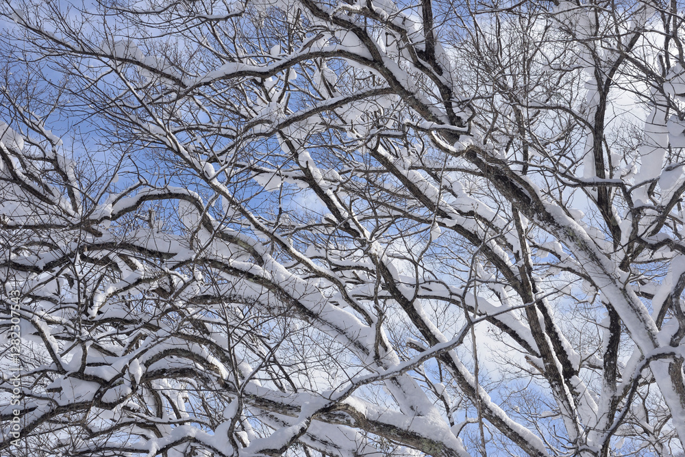Obraz premium 厳冬の雪景色