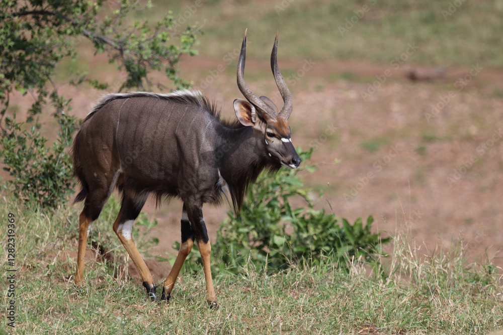 Nyala / Nyala / Tragelaphus angasii. Nyala / Nyala / Tragelaphus angasii.