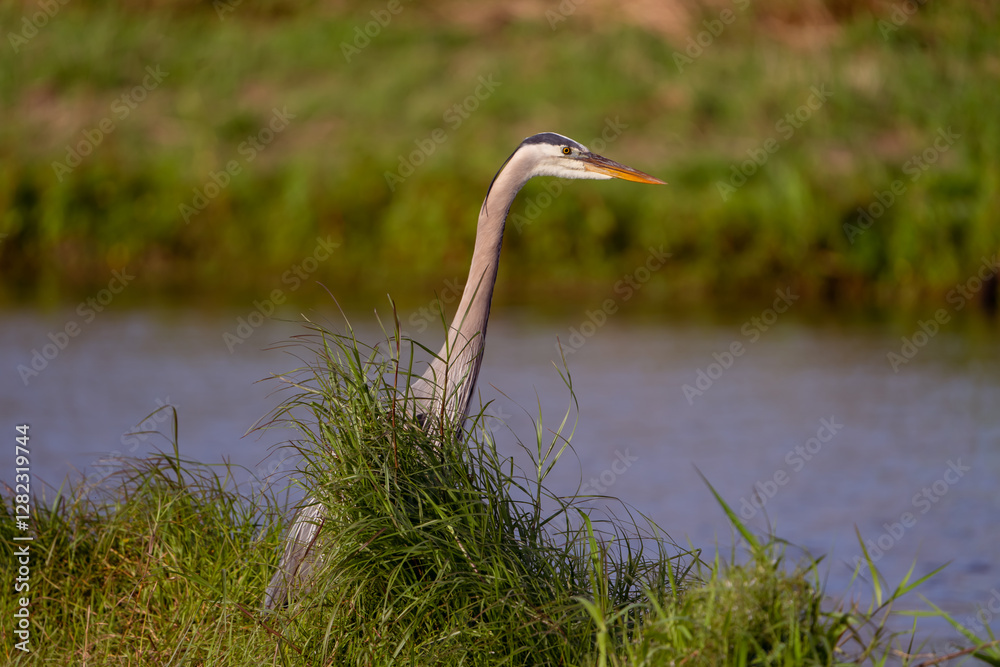 Great Blue Heron standing on the edge of a river. Great Blue Heron standing on the edge of a river.