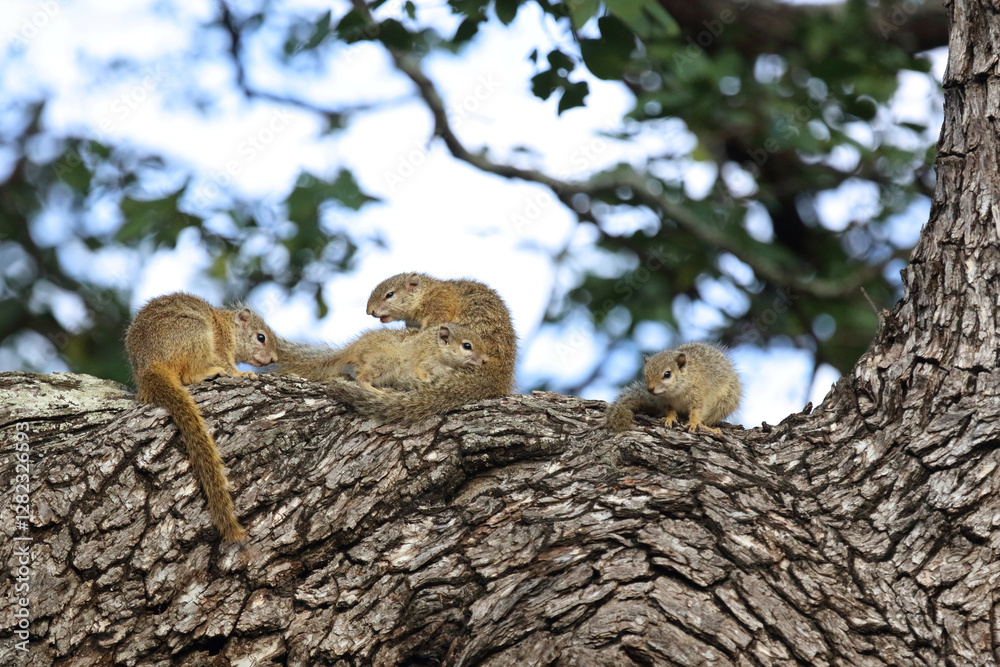 Ockerfußbuschhörnchen / Tree squirrel / Paraxerus cepapi Ockerfußbuschhörnchen / Tree squirrel / Paraxerus cepapi